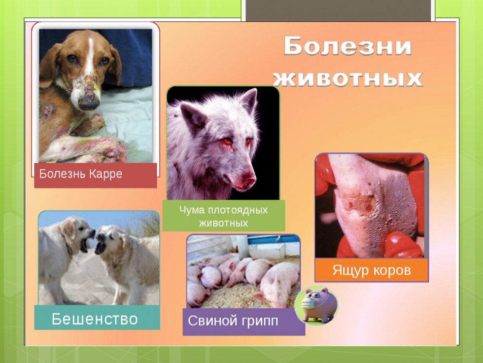 Памятка о болезнях животных