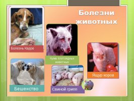 Памятка о болезнях животных